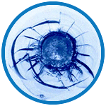 Master kit icon